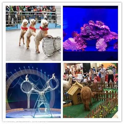 鸚鵡表演,百鳥園展覽,萌寵動物租賃,馬戲團商演電話