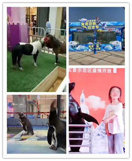 廣東潮州市馬戲團表演出租