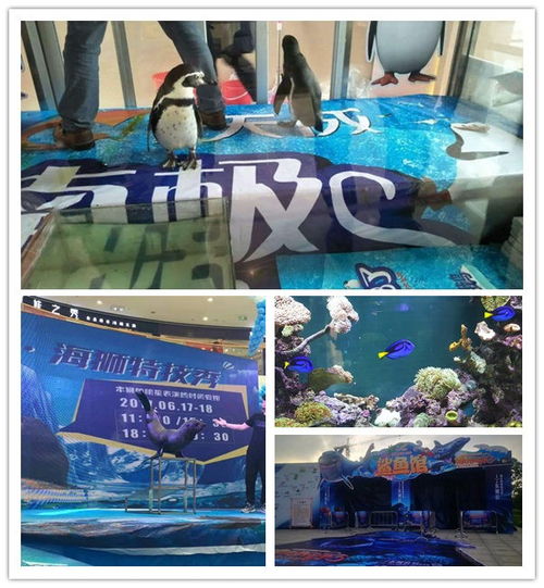 梧州雜技表演馬戲團(tuán)表演對外出租